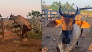 VACA LOUCA NO CURRAL😰 ROTINA NA FAZENDA