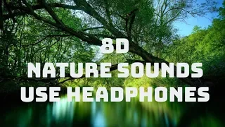 🎧 8D Nature Sounds | Relaxing Nature ASMR | USE HEADPHONES