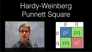 Hardy-Weinberg Punnett Square