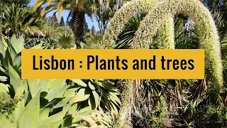 Lisbon : Emblematic plants and trees