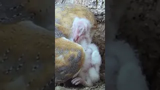 Barn owl chick grooms mum 🦉🐥🤗