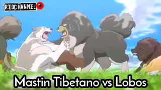 Mastin Tibetanos vs Lobos/ Épica Animación entre Lobos contra Mastin Tibetano