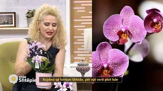Shije Shtëpie - Si ti ujisim Orkidete qe te rrojne gjate dhe bukur?