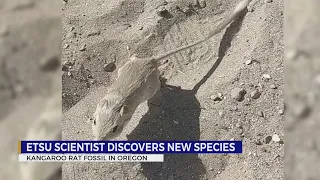 ‘Oldest and largest’ kangaroo rat fossil discovered by ETSU scientist