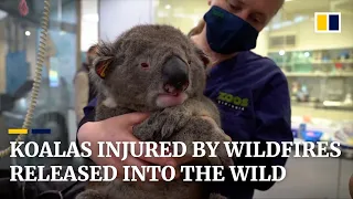 Australia: 14 koalas rescued and released into the wild after devastating wildfires