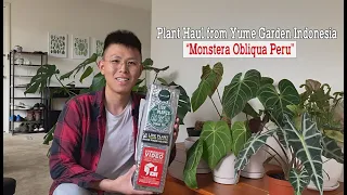 Monstera Obliqua Peru Unboxing Exotic Plant Haul: Best Plants from Indonesia | Yume Gardens"