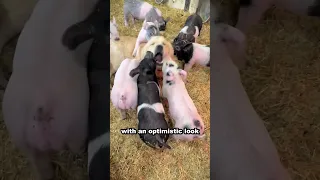 Dog's excitement playing with piglets  #animals #shortsvideo #pig