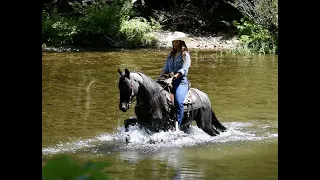 Sold!!! Bromance, blue roan racking horse gelding