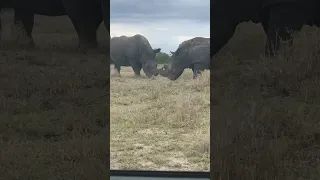 Giant Rhinos Going to Fight