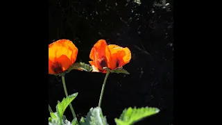 Fragments du muguet rouge de Christian Bobin