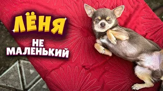 Лёня не маленький