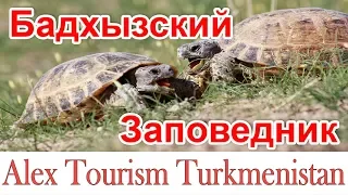 Бадхызский заповедник. Туркменистан / Badkhyz reserve. Turkmenistan