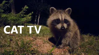 Saturday Morning Cartoons for Pets - 10 Hour Raccoon Edition - July 22, 2023