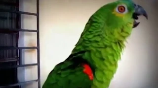 Parrot sings Mozart's "Queen of the Night" aria
