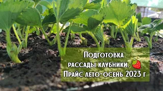 ‼️Начинаем подготовку рассады клубники‼️Прайс лето-осень 2023 г.🍓🍓🍓