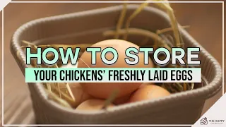 How To Store Your Chickens’ Freshly Laid Eggs