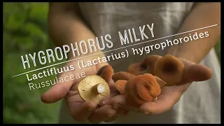 Meet WILD Gourmet Hygrophorus Milky MUSHROOM (new video lesson)