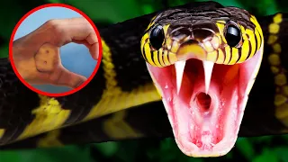 9 Most Venomous Snakes You Must Avoid