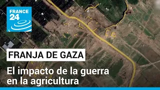 La agricultura: otra cara del impacto de la guerra en Gaza • FRANCE 24 Español