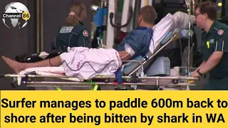 Surfer manages to paddle 600m back to shore after bitten by shark - australian news - Channel 86