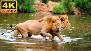 4K African Wildlife: Lake Manyara National Park - Real Sounds of Africa - 4K Video Ultra HD