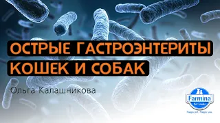 Острые гастроэнтериты собак и кошек