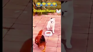 Chicken vs Cat Funny 🤣🤣🤣#funny #catfunny #chicken #shorts #funnyshorts @JianMasti