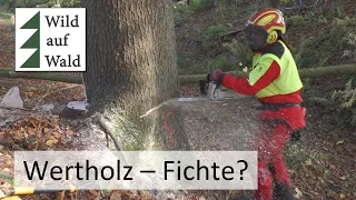 🌲Dicke Fichte mit Stihl 500i und FallFast. Ist das Wertholz?? #wildaufwald