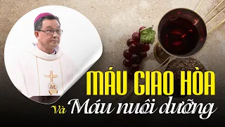 Máu giao hòa và máu nuôi dưỡng | Bài giảng Đức cha Giuse Đỗ Quang Khang