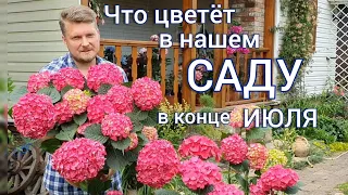 Цветущие многолетние растения ИЮЛЯ . Прогулка - обзор САДА .