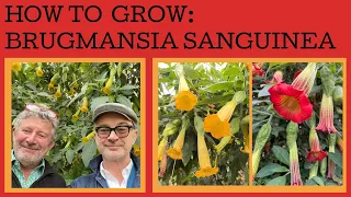 How to grow Brugmansia sanguinea - the Angel's Trumpet - a cool climate species of this great plant!