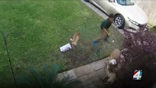 Video captures chaotic moment when dog attacks 2 chihuahuas in Murray Hill