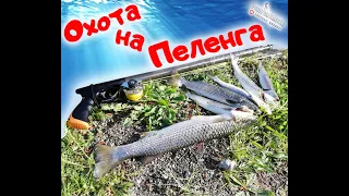 охота на ПEЛЕНГА  май 2020 Spearfishing in the Black sea