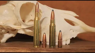 270 vs 308: Which One Should You Hunt With?