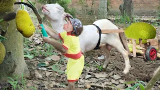 So Lovely! Goat Help CUTIS Harvest Jackfruit For Mom