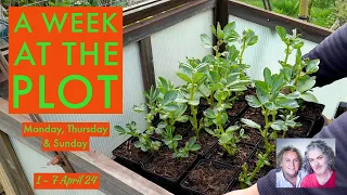 Planting Out Broad Beans, Germination, Gifts, Further Rain & Chat: A Week at the Plot, 1-7 April '24