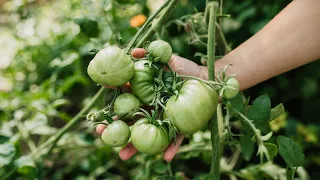 How To Ripen Tomatoes: Natural Farming