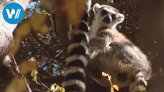 Madagaskar erleben - Lemuren-Paradies und Perle des indischen Ozeans (Planet HD)