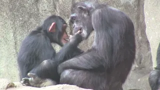 Chimp Family & Tenderness  - Zoo Leipzig - 00062 2