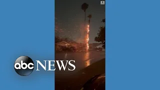 Palm tree catches fire after lightning strike