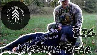 Surprise BEAR while bowhunting - BIG Virginia Black Bear (Remastered)