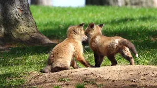 Sweet, sleepy fox kit siblings