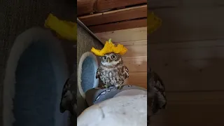 An owl in a flower cap. Little Owl Luchik explains for his sweetness