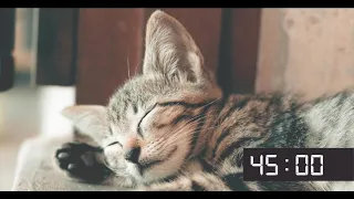 45 Minute Screensaver With Cute Cats | Cat Meow Alarm Sound