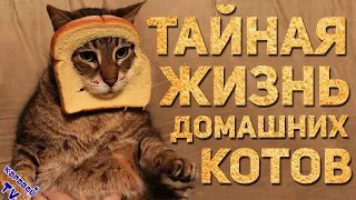 КАРАВАЙTV / ТАЙНАЯ ЖИЗНЬ ДОМАШНИХ КОТОВ / ПОДБОРОЧКА ПРИКОЛОВ С КОТАМИ