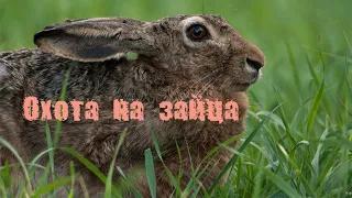 Охота на зайца. Три разных выстрела. Hunting for hares