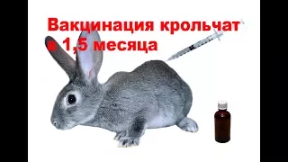 Vaccination of rabbits at 1.5 months