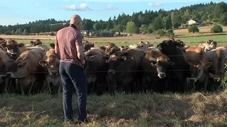 Mooving moosic: Oregon dad serenades herd of cows with saxophone in McMinnville