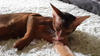 Абиссинский кот Серафим. Сладкая лапа. Abyssinian cat