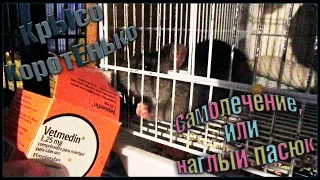 Самолечение, или наглый пасюк. (Wild Rats)